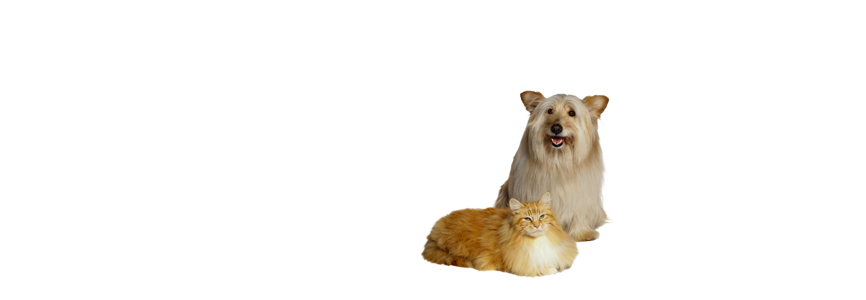 Selling Pet Supplies Online Platform for Pet Supplies Store